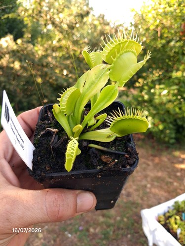 Dionaea muscipula green - dionaea, "green