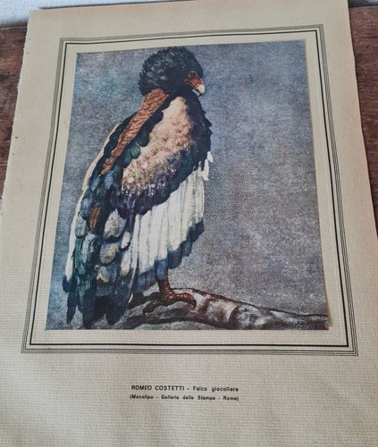 Falco giocoliere stampa - ,