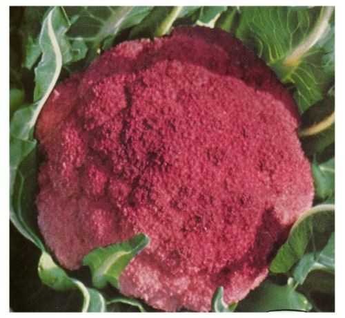 Semi cavolfiore sicilia - cavolfiore,