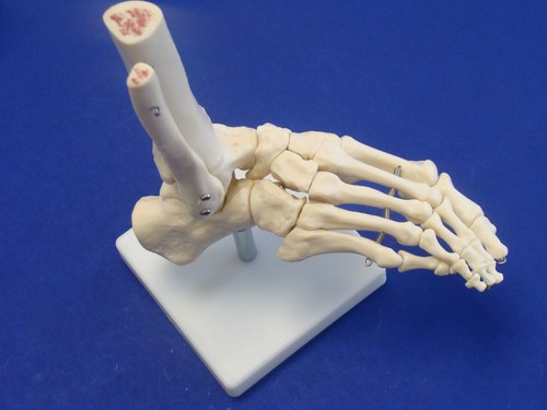 Modello anatomia professionale - modello,
