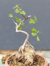 Bonsai ficus 30x14cm - ficus,