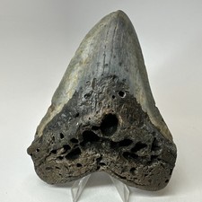Dente di squalo megalodonte