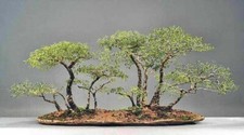 ACACIA TORTILIS SEMI UMBRELLA THORN SEMI PER BONSAI