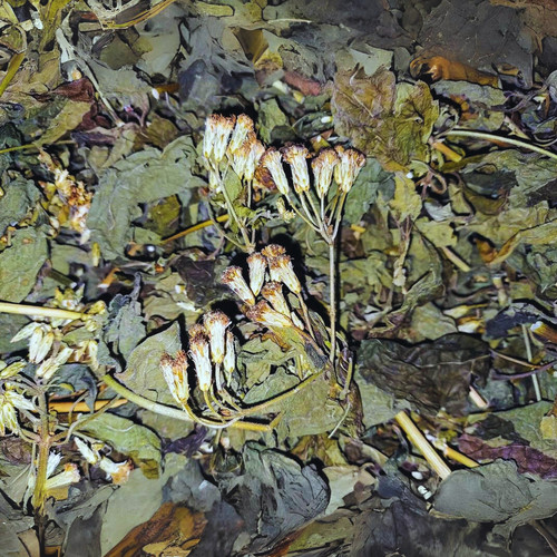 100 bio mexican dream herb - dream,