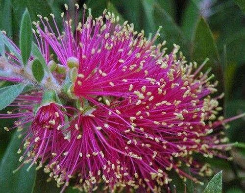 Callistemon violaceus - callistemon,