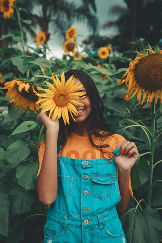 Girasoli giganti mix - ,mix, 50