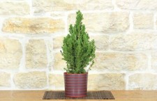 Bonsai di Abete in vaso motivo