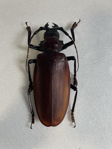 Entomologia celeoptera - entomologia, *