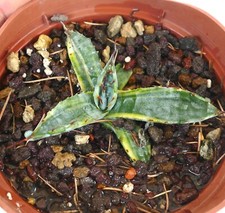 Agave cerulata SRIATA VARIEGATED VARIEGATA no titanota parrasana LL8