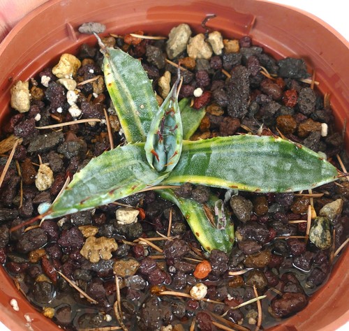 Agave cerulata sriata - agave,