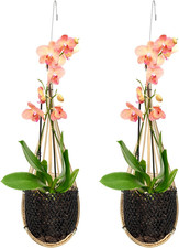 Confezione 2 Fioriere Orchidee