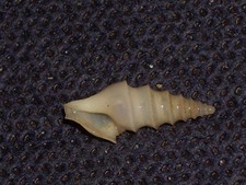 SPIROTROPIS CONFUSA VERY RARE