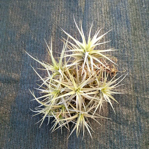Tillandsia bergeri pianta - tillandsia,