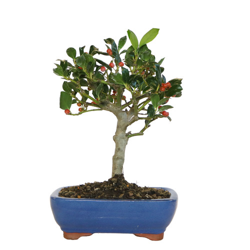 Kentis bonsai ilex - kentis,