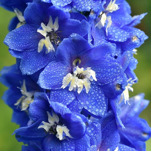 Speronella imperiale doppia - imperiale,