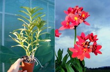 Epidendrum Joseph Lii, orchidée, Orchid