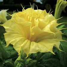 80001128 yellow Datura tromba