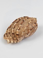 Conchiglia Harpa Major 9cm
