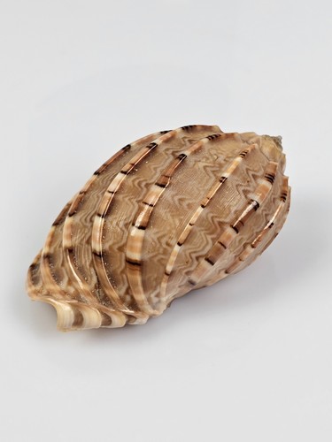Conchiglia harpa major 9cm - harpa,