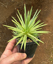 Agave stricta nana pianta - agave,