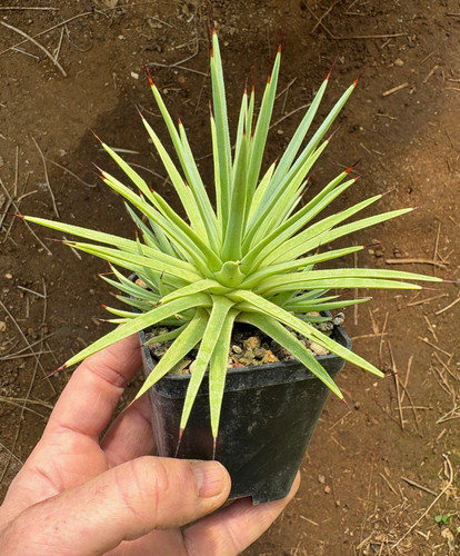 Agave stricta nana - nana, pianta