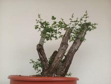 BONSAI CRATAEGUS