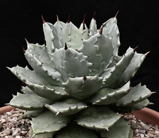 Agave potatorum form minima