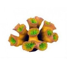 Euphyllia decorazione - euphyllia, in