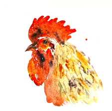 Quadro Gallo Acquerello