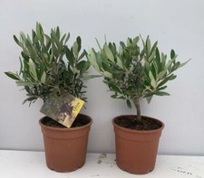 PIANTA DI ULIVO BONSAI VASO 15