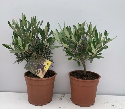 Pianta ulivo bonsai vaso - pianta,