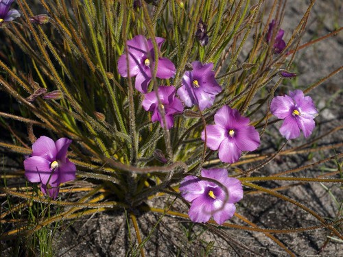 Byblis gigantea rainbow - gigantea,