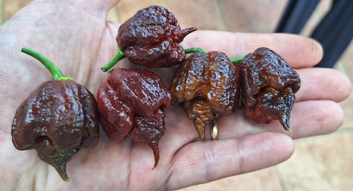 Semi peperoncino - 15, di