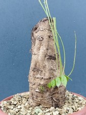 Bonsai di Glicine 30x17cm In