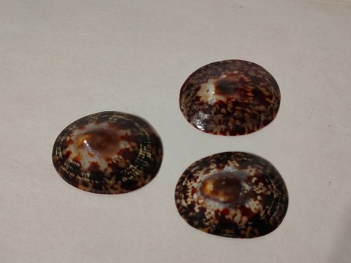 Conchiglia shell cellana - shell,