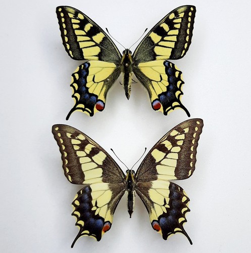 Papilio machaon 59 - papilio, n°59