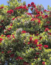 Pianta di Metrosideros