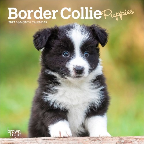 Border collie cuccioli 2027 - collie,