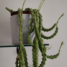 Pianta grassa stapelia tre - stapelia,
