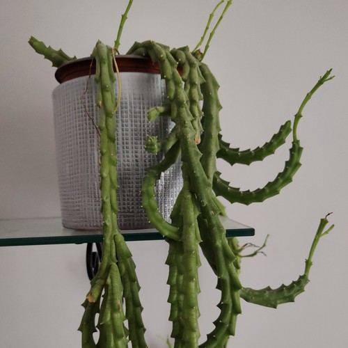 Pianta grassa stapelia - grassa,