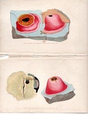 1790s SEA ANEMONE s Shaw