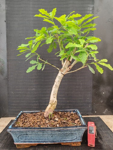 Bonsai quercia h 46 cm - ,