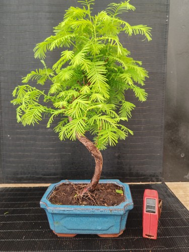 Bonsai metasequoia cm - bonsai,