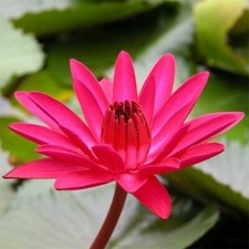 NYMPHAEA RUBRA RED NIGHT -