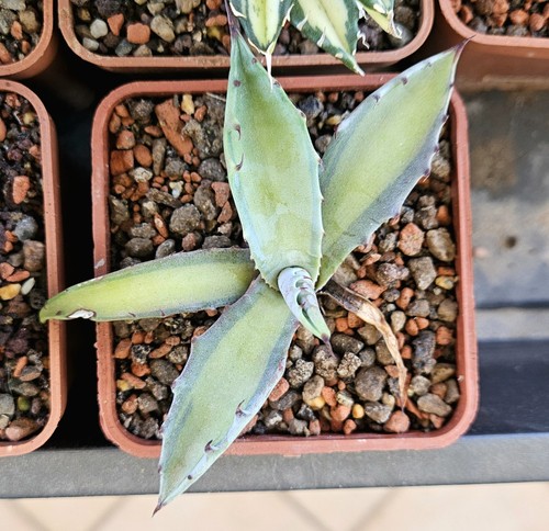 Agave colorata mediopicta - colorata,