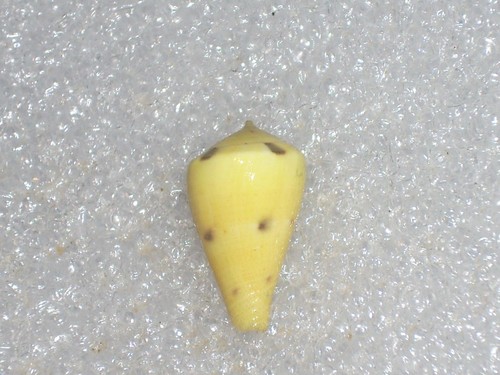 Conus vexillum sulphuratus - conus,