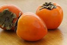 Pianta di Kako Lotus: varietà Kako Mela di 2 anni in vaso. altezza 140-170 cm