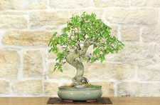 Bonsai gelso - di,