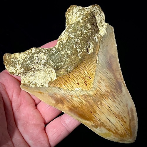 Dente squalo megalodonte - dente,