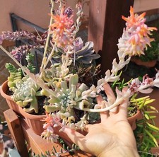 1 Vaso Pianta ECHEVERIA RUNYONII Elegante N.B. Foglie No Topsy Turvy + 1 Omaggio